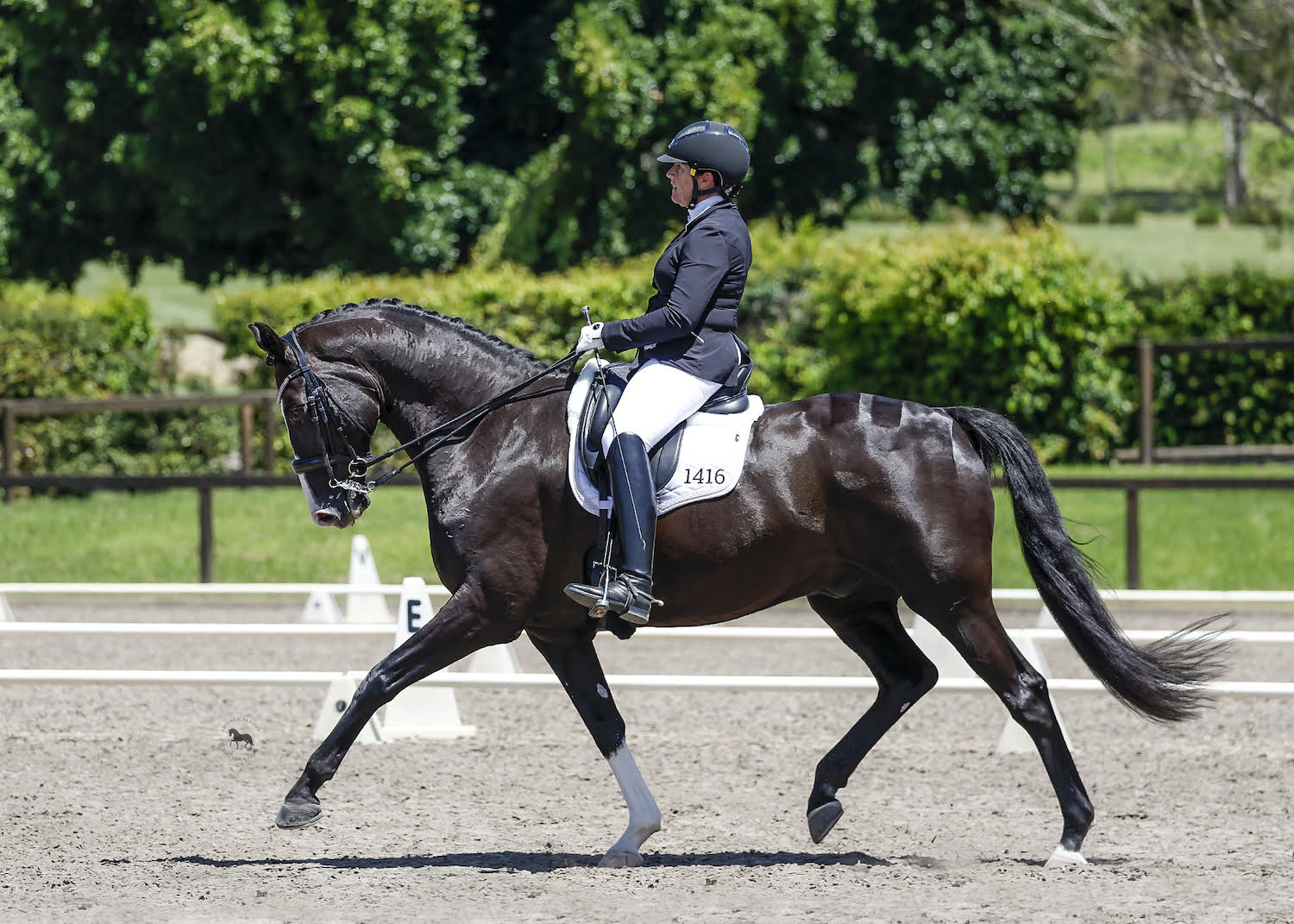 Fiona Williams - Dressage