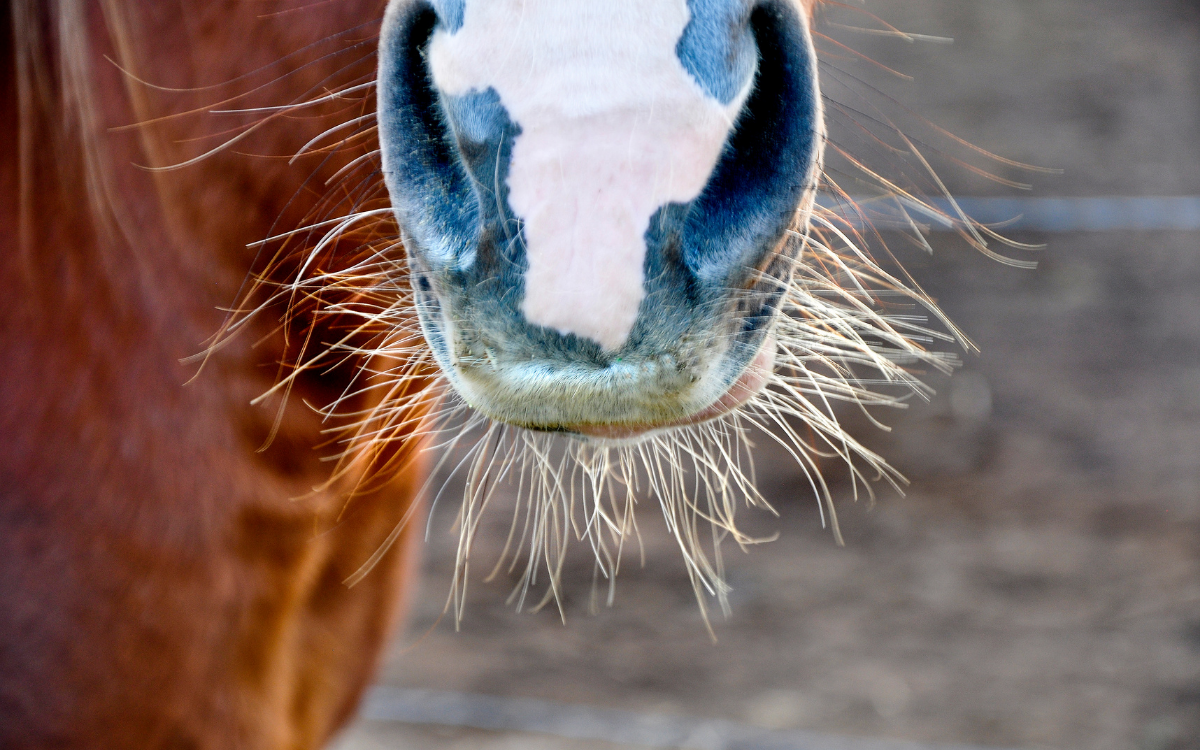 Horse whiskers