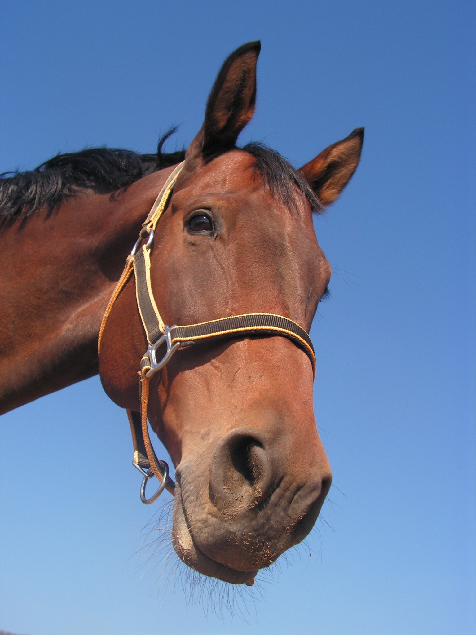 Horse whiskers - sensory hair