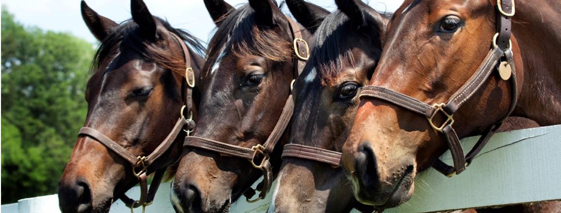 Farm Insurance developed for Australian horse owners ...