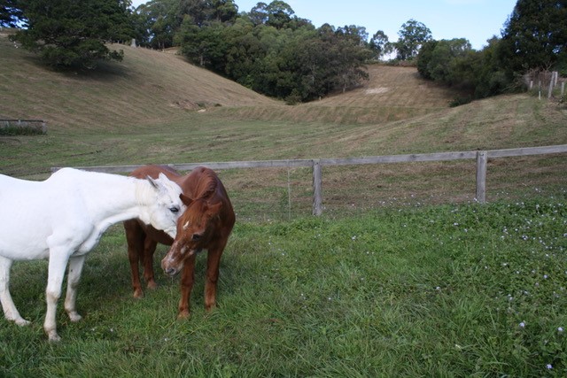 Red with his best friend Romani (who had become his eyes), just before they were put to sleep peacefully